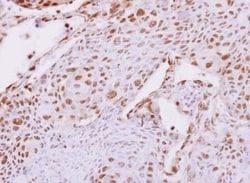 Carboxypeptidase E/CPE Antibody, Novus Biologicals 0.1mL; Unlabeled:Antibodies,