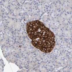 Carboxypeptidase E/CPE Antibody, Novus Biologicals 0.1mL; Unlabeled:Antibodies,