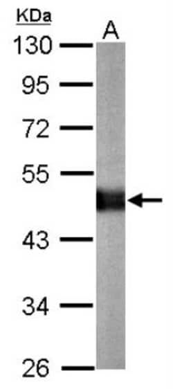 Carboxypeptidase E/CPE Antibody, Novus Biologicals 0.1mL; Unlabeled:Antibodies,