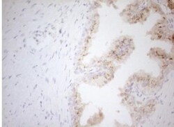 Carboxypeptidase M Antibody (OTI2D11), Novus Biologicals 0.1mL; Unlabeled:Antibodies,