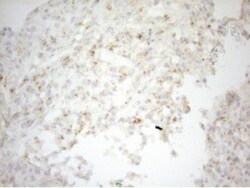Carboxypeptidase M Antibody (OTI2D11), Novus Biologicals 0.1mL; Unlabeled:Antibodies,