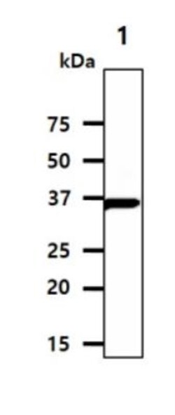 Casein Kinase 1 alpha Antibody (2E2) - BSA Free, Novus Biologicals 0.1mL;