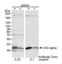 Casein Kinase 2 alpha Antibody, Novus Biologicals 100 &mu;L | Buy Online | Novus Biologicals | Fisher Scientific