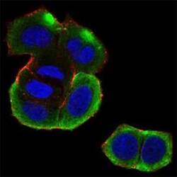 Casein Kinase 2 beta Antibody (2F12F3) - BSA Free, Novus Biologicals 0.1mg;