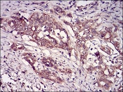 Casein Kinase 2 beta Antibody (2F12F3) - BSA Free, Novus Biologicals 0.1mg;