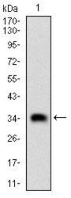 Casein Kinase 2 beta Antibody (2F12F3) - BSA Free, Novus Biologicals 0.1mg;
