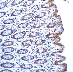 Caspase-1 Antibody (14F468) - Azide and BSA Free, Novus Biologicals 0.1mg;