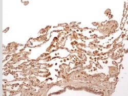 Caspase-1 Antibody (14F468) - Azide and BSA Free, Novus Biologicals 0.1mg;