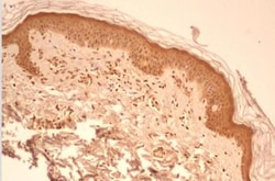 Caspase-1 Antibody (14F468) - Azide and BSA Free, Novus Biologicals 0.1mg;