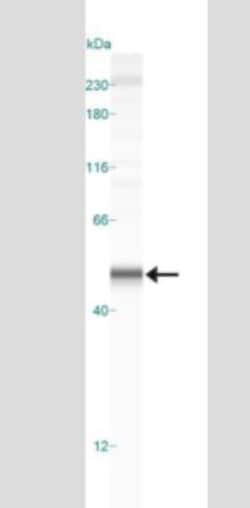 Caspase-1 Antibody (14F468) - Azide and BSA Free, Novus Biologicals 0.1mg;