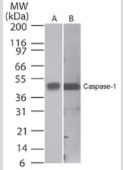 Caspase-1 Antibody (14F468) - Azide and BSA Free, Novus Biologicals 0.1mg;