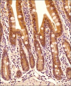 Caspase-1 Antibody (14F468) - BSA Free, Novus Biologicals 0.025mg; Unlabeled:Antibodies,