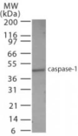 Caspase-1 Antibody, Novus Biologicals 0.1mg; Unlabeled:Antibodies, Polyclonal
