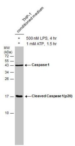 Caspase-1 Antibody, Novus Biologicals 0.1mL; Unlabeled:Antibodies, Polyclonal