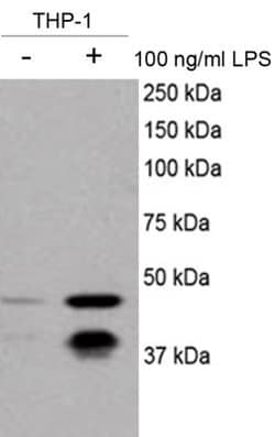 Caspase-11 Antibody (17D9) - BSA Free, Novus Biologicals 0.1mL; Unlabeled:Antibodies,