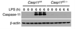 Caspase-11 Antibody (17D9) - BSA Free, Novus Biologicals 0.1mL; Unlabeled:Antibodies,