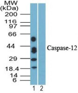 Caspase-12 Antibody, Novus Biologicals 0.025mg; Unlabeled:Antibodies, Polyclonal