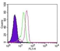 Caspase-14 Antibody (70A1426), Novus Biologicals 0.2mL; Unlabeled:Antibodies,