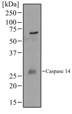Caspase-14 Antibody (70A1426), Novus Biologicals 0.2mL; Unlabeled:Antibodies,