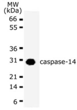 Caspase-14 Antibody (70A1426), Novus Biologicals 0.2mL; Unlabeled:Antibodies,