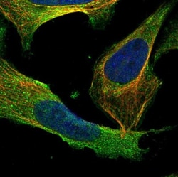 Caspase-14 Antibody, Novus Biologicals:Antibodies:Primary Antibodies