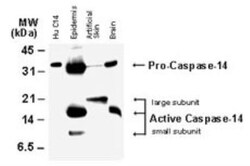 Caspase-14 Antibody, Novus Biologicals 0.025 mL | Buy Online | Novus Biologicals | Fisher Scientific