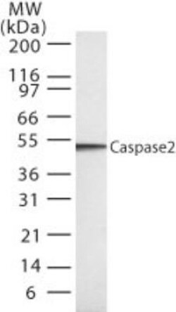 Caspase-2 Antibody (18E809.3), Novus Biologicals:Antibodies:Primary Antibodies