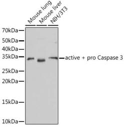 Caspase-3 Rabbit anti-Human, Mouse, Rat, Clone: 1U1D9, Novus Biologicals:Antibodies:Primary