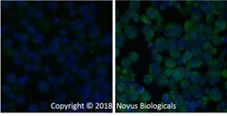 Caspase-3 Antibody (31A893) - BSA Free, Novus Biologicals:Antibodies:Primary