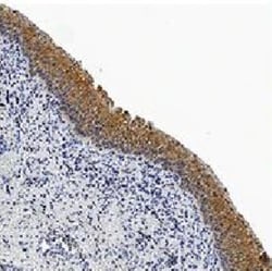 Caspase-3 Antibody (31A893) - BSA Free, Novus Biologicals:Antibodies:Primary