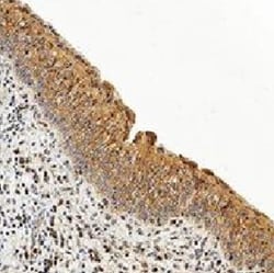 Caspase-3 Antibody (CPP32 4-1-18) - BSA Free, Novus Biologicals 0.05mL;