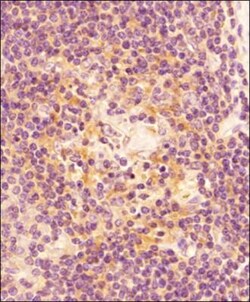 Caspase-3 Antibody (CPP32 4-1-18) - BSA Free, Novus Biologicals 0.05mL;