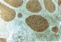 Caspase-3 Antibody - (Pro and Active), Novus Biologicals 0.025mL; Unlabeled:Antibodies,