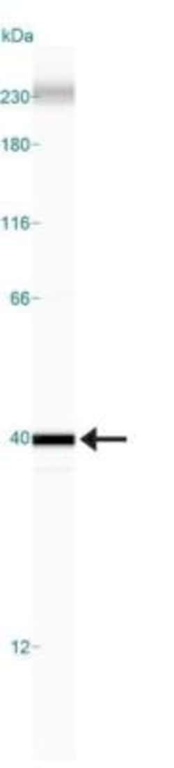 Caspase-3 Antibody - (Pro and Active), Novus Biologicals 0.025mL; Unlabeled:Antibodies,