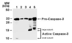 Caspase-3 Antibody - (Pro and Active), Novus Biologicals 0.025mL; Unlabeled:Antibodies,
