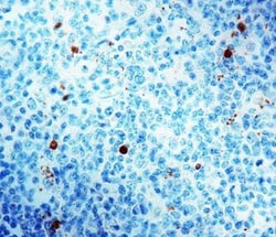 Caspase-3 Antibody, Novus Biologicals 0.1mL:Antibodies, Polyclonal