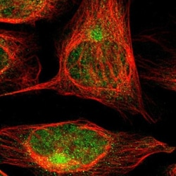 Caspase-6 Antibody, Novus Biologicals:Antibodies:Primary Antibodies