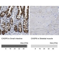 Caspase-6 Antibody, Novus Biologicals:Antibodies:Primary Antibodies