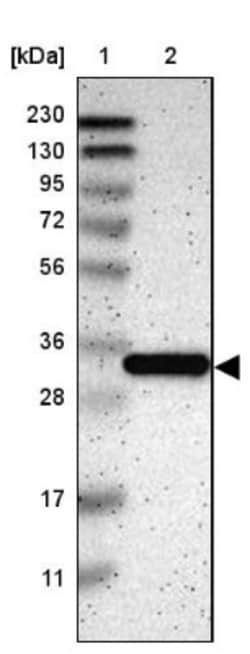 Caspase-6 Antibody, Novus Biologicals:Antibodies:Primary Antibodies