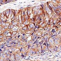 Caspase-9 Antibody, Novus Biologicals:Antibodies:Primary Antibodies