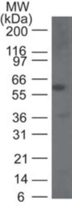 Caspase-9 Antibody, Novus Biologicals:Antibodies:Primary Antibodies
