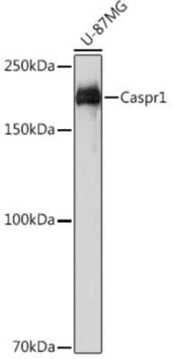 Caspr1 Rabbit anti-Human, Mouse, Rat, Clone: 8O5H6, Novus Biologicals 20