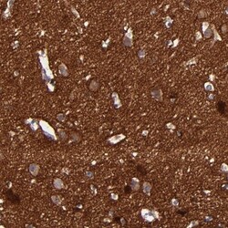 Caspr2 Antibody, Novus Biologicals:Antibodies:Primary Antibodies