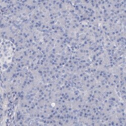 Caspr2 Antibody, Novus Biologicals:Antibodies:Primary Antibodies