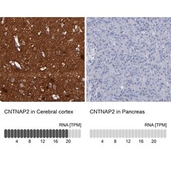 Caspr2 Antibody, Novus Biologicals:Antibodies:Primary Antibodies