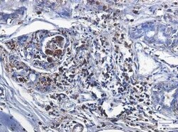 Catalase Rabbit anti-Human, Clone: S05-5D9, Novus Biologicals 100 &mu;g | Buy Online | Bio-Techne | Fisher Scientific