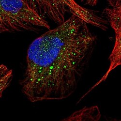 Cathepsin A/Lysosomal Carboxypeptidase A Antibody, Novus Biologicals 0.1mL;