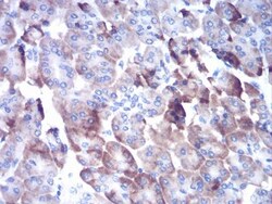 Cathepsin D Antibody (2H4H5) - BSA Free, Novus Biologicals:Antibodies:Primary