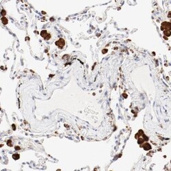 Cathepsin H Antibody, Novus Biologicals:Antibodies:Primary Antibodies