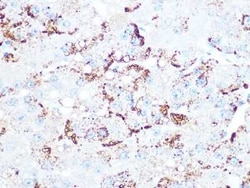 Cathepsin L/V/K/H Rabbit anti-Human, Mouse, Rat, Clone: 2Q10F10, Novus